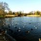 Lakes in Regent's Park