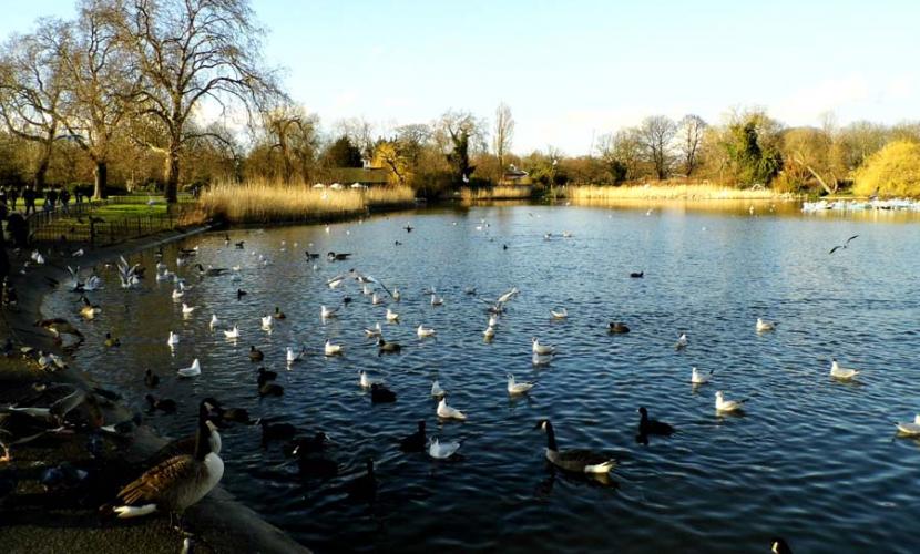 Regent's Park lake and birds